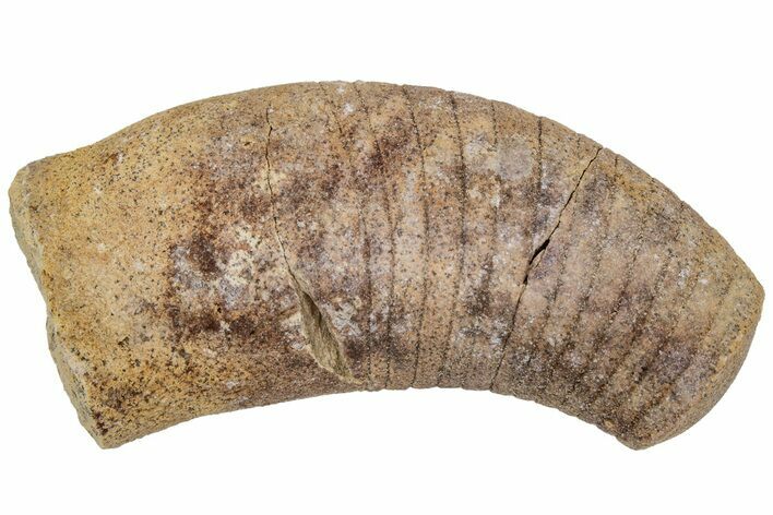 Ordovician Oncoceratid (Beloitoceras) Fossil - Wisconsin #216373